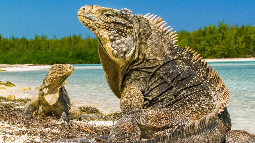 Im Bild: Leguan.