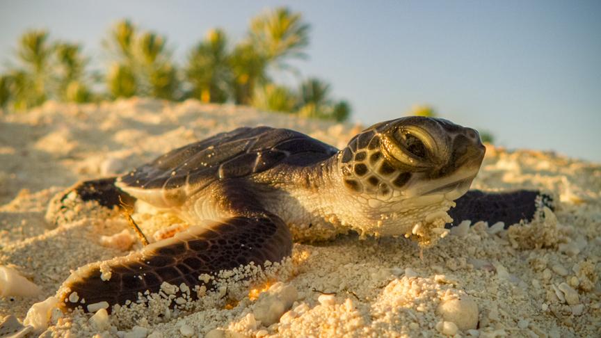 Im Bild: Schildkröte.