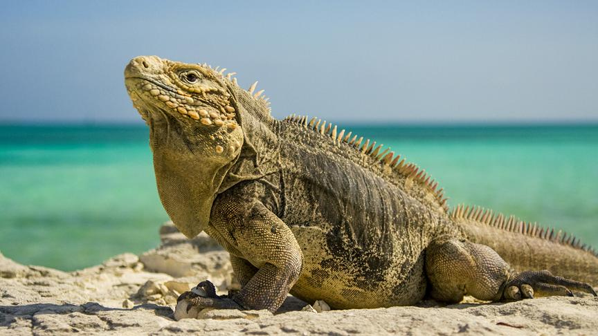 Im Bild: Leguan.