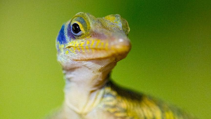 Im Bild: Anolis (Saumfingerechsen).