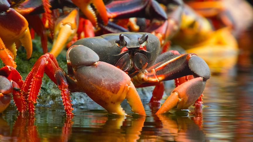 Im Bild: Landkrabben in der Schweinebucht.