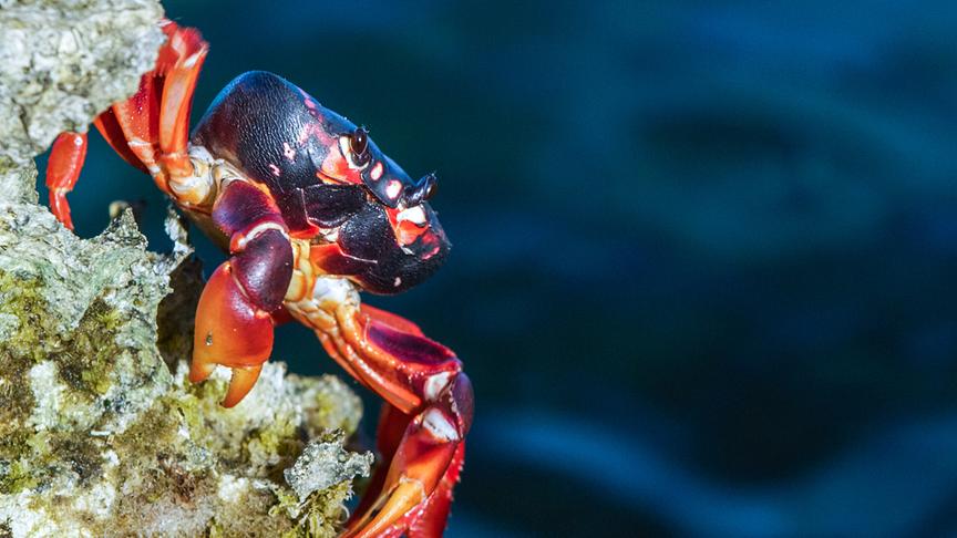 Im Bild: Landkrabben in der Schweinebucht.