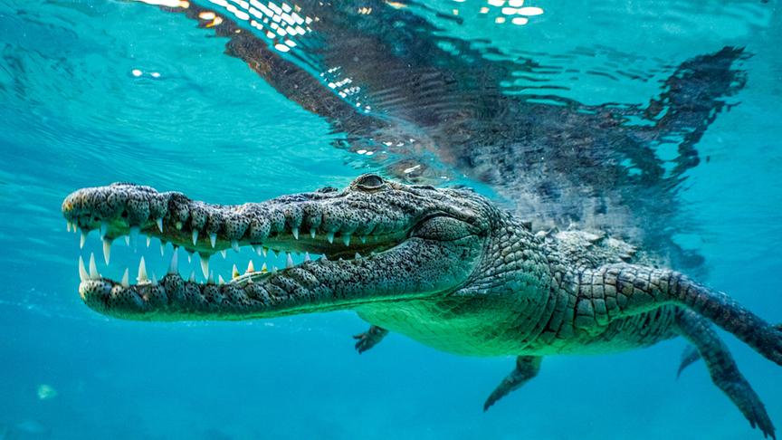 Im Bild: Krokodil.