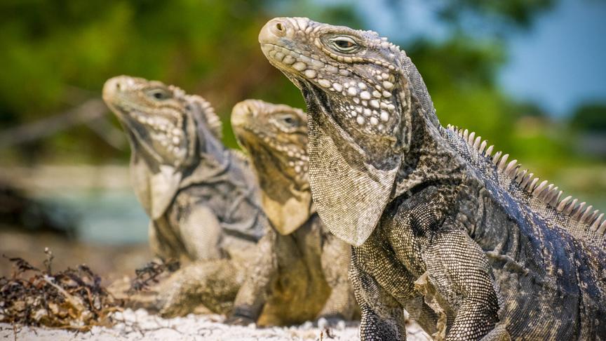 Im Bild: Leguane.