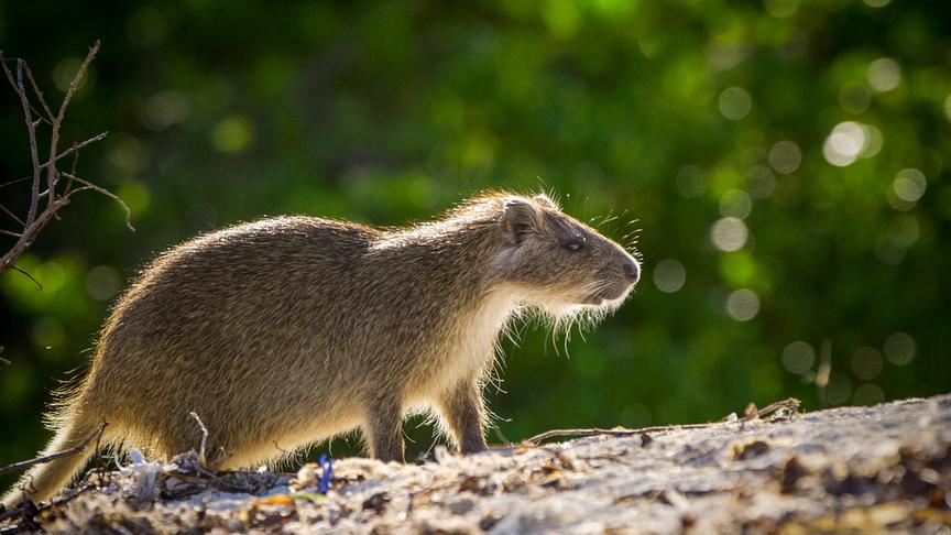 Im Bild: Baumratte.