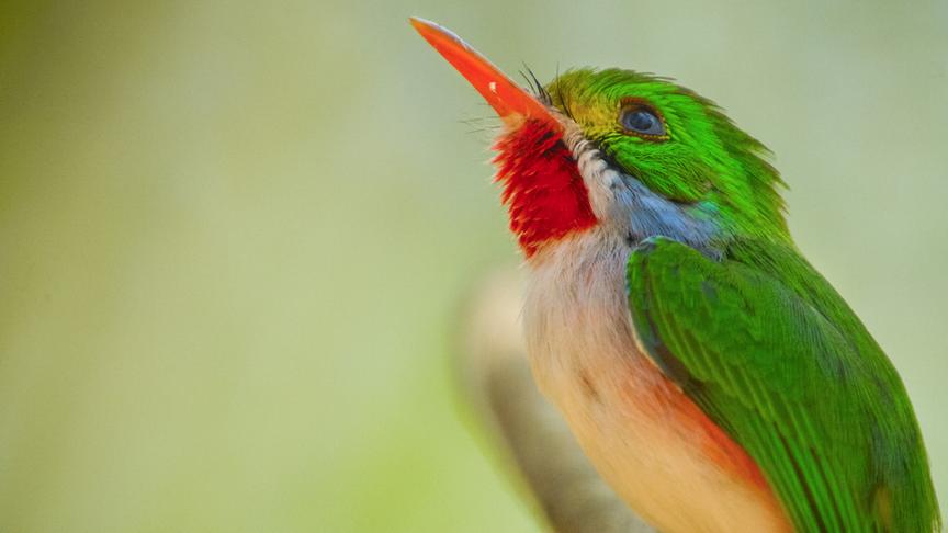 Im Bild: Vielfarbentodi (Kubatodi).