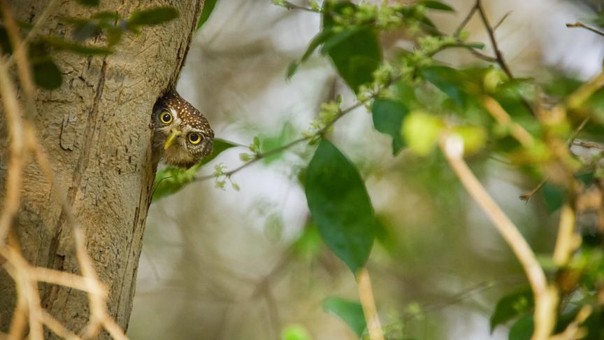 Im Bild: Cuba-Sperlingskauz.