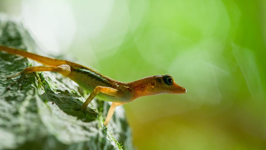 Im Bild: Anolis (Saumfingerechsen).