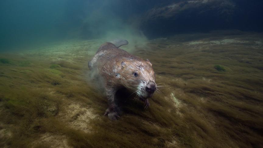 Im Bild: Unbemerkt von den menschlichen Besuchern tauchen die Biber durch das klare Wasser des Gardons.