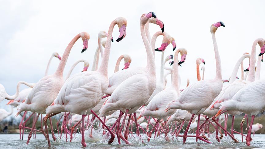 Im Bild: In perfekter Synchronität führen die Flamingos der Camargue ihren Balztanz auf.