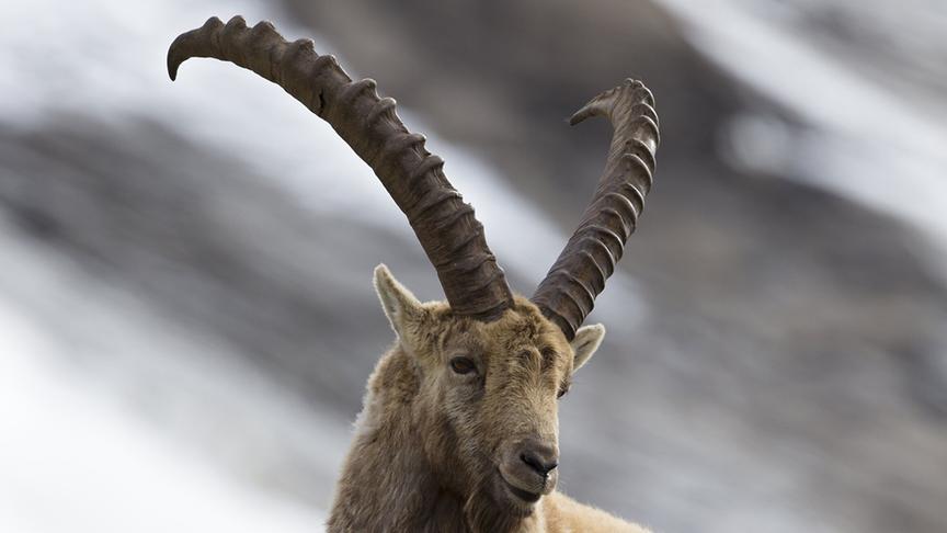 © Foto: ORF/Interspot Film/Gunther Greßmann Im Bild: Steinwild.