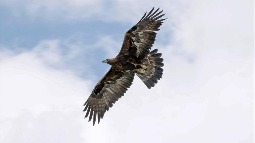 © Foto: ORF/Interspot Film Im Bild: Steinadler.