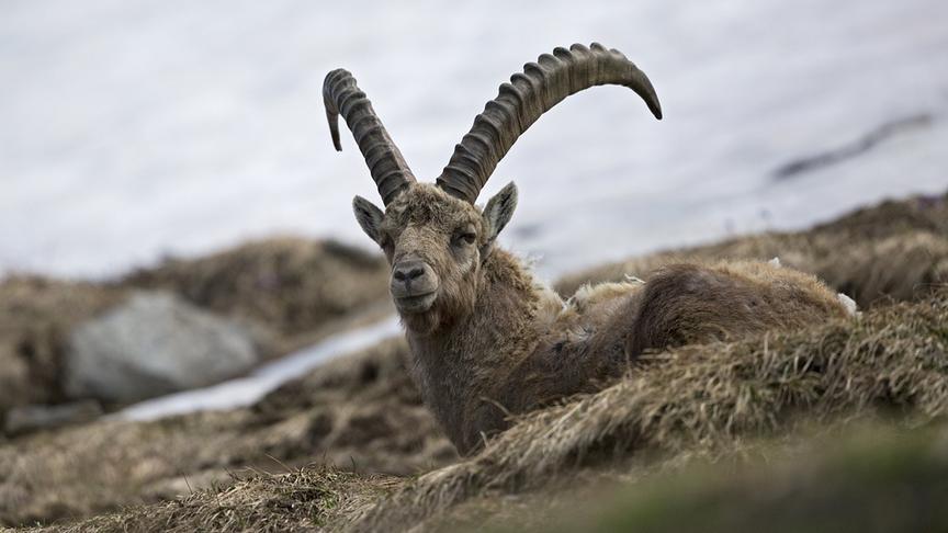 © Foto: ORF/Interspot Film/Gunther Greßmann Im Bild: Steinwild.
