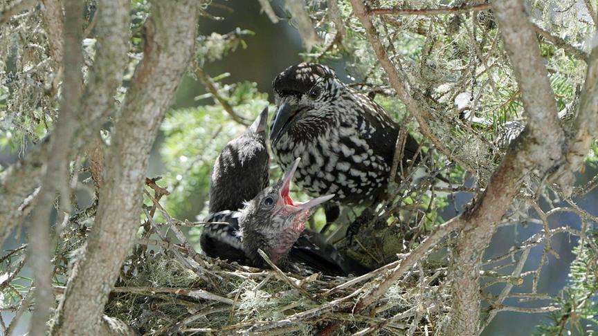 © Foto: ORF/Interspot Film/Norbert Permoser Im Bild: Tannenhäher.