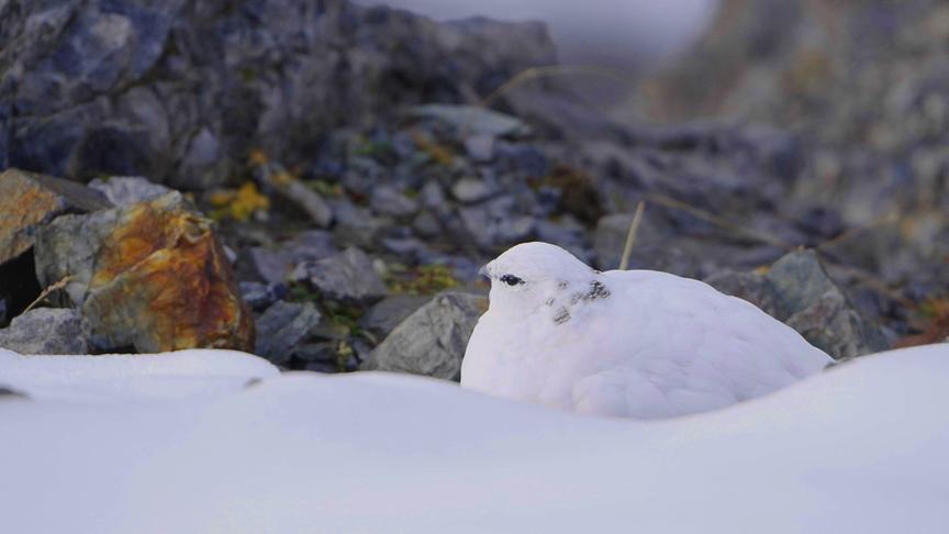 © Foto: ORF/Interspot Film/Norbert Permoser Im Bild: Schneehuhn.