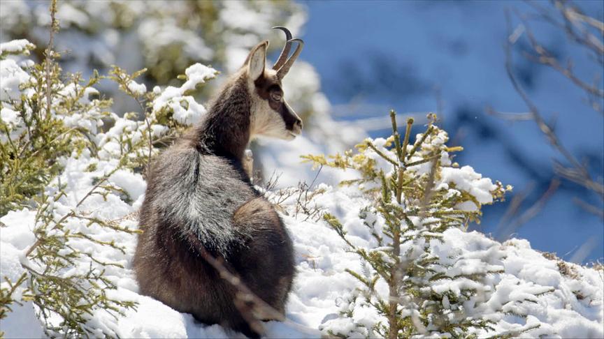 © Foto: ORF/Interspot Film/Norbert Permoser Im Bild: Gams.