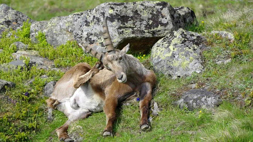 © Foto: ORF/Interspot Film/Norbert Permoser Im Bild: Steinbock.