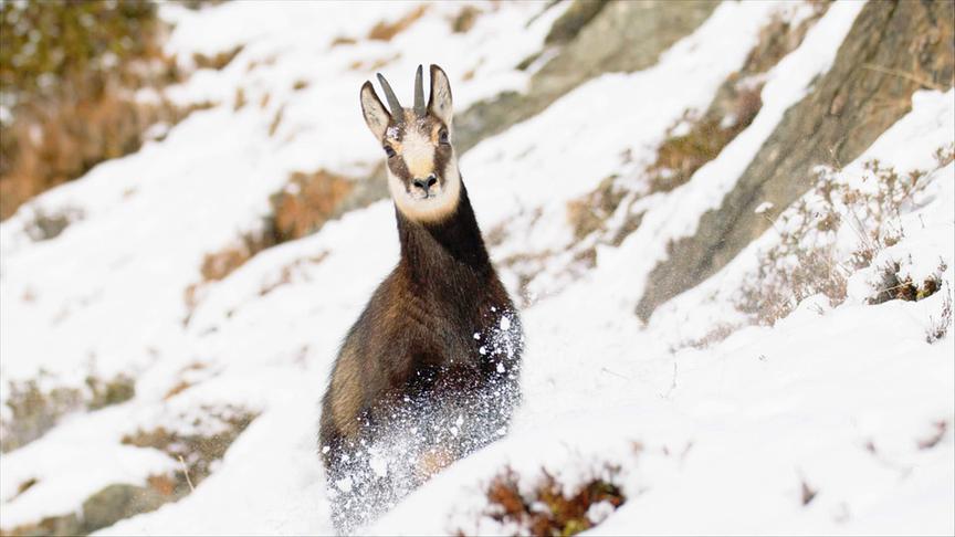 © Foto: ORF/Interspot Film/Norbert Permoser Im Bild: Gams.