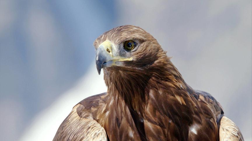 © Foto: ORF/Interspot Film Im Bild: Steinadler.