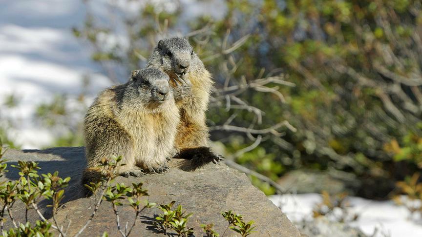 © Foto: ORF/Interspot Film/Norbert Permoser Im Bild: Murmeltiere.
