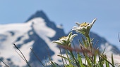 © Foto: ORF/Interspot Film/Martin Haupt Im Bild: Edelweiß, dahinter der Großglockner.