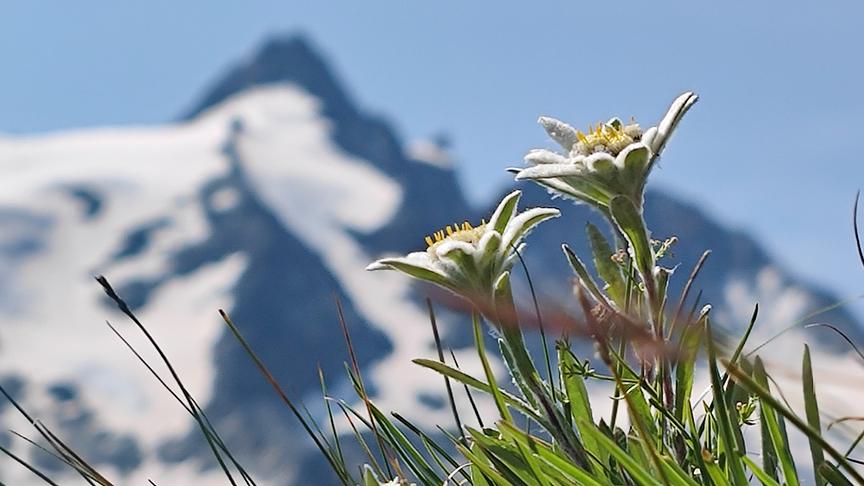 © Foto: ORF/Interspot Film/Martin Haupt Im Bild: Edelweiß, dahinter der Großglockner.