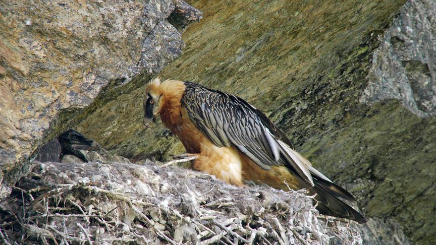 © Foto: ORF/Interspot Film/Ingemar Arnold Im Bild: Bartgeier mit Jungtier.