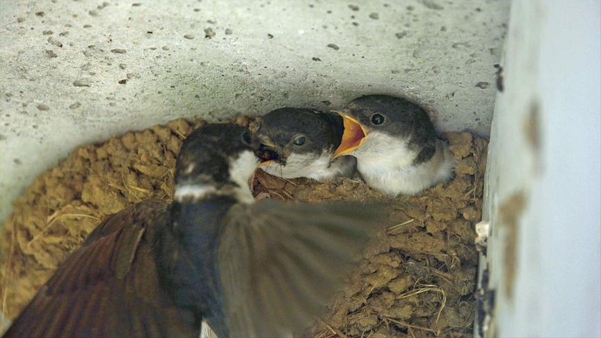 © Foto: ORF/Interspot Film/Ingemar Arnold Im Bild: Mehlschwalben im Nest.