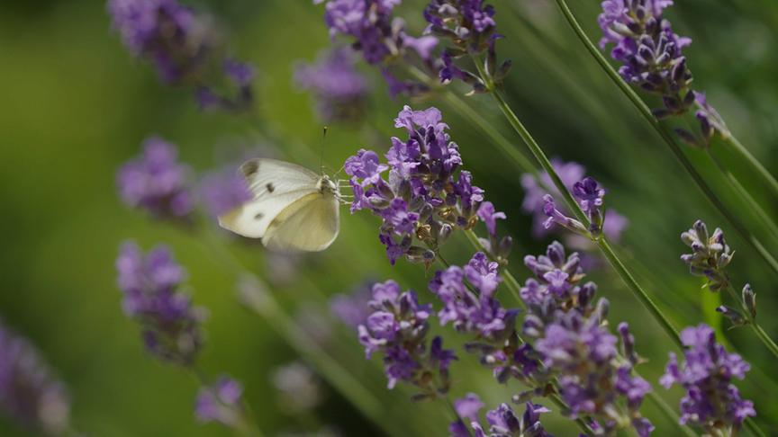 Im Bild: Schmetterling auf Lavendel – Garten am Paulustor Graz.