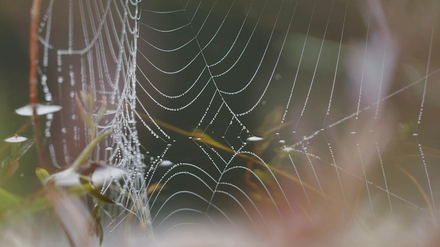 Im Bild: Spinnennetz an einem Weiher – Buchenwälder.