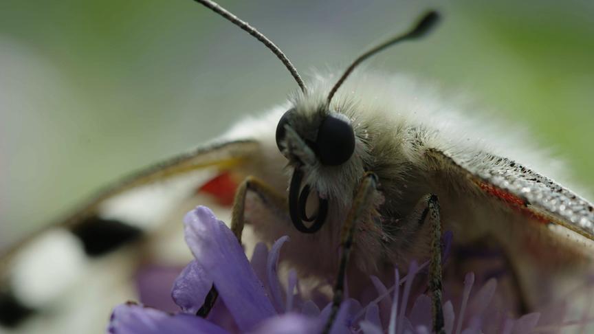 Im Bild: Apollofalter – Semmering