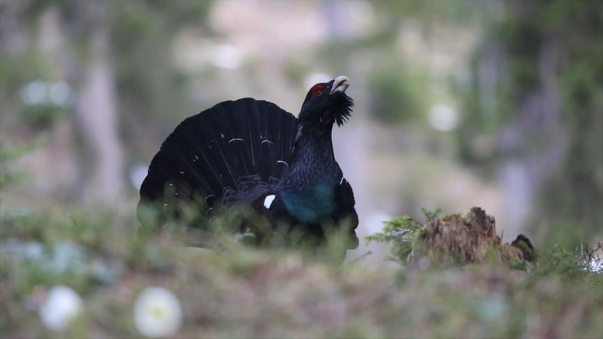 Im Bild: Auerhahn – Buchenwälder.