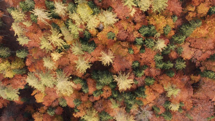 © Foto: ORF/Riha Film Im Bild: Herbst – Buchenwälder.