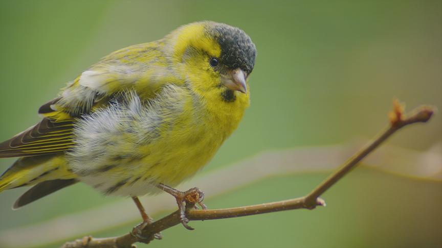 Im Bild: Erlenzeisig – Buchenwälder.