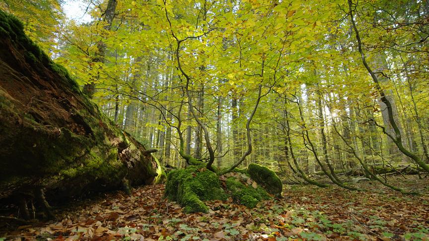 Im Bild: Buchenwald.