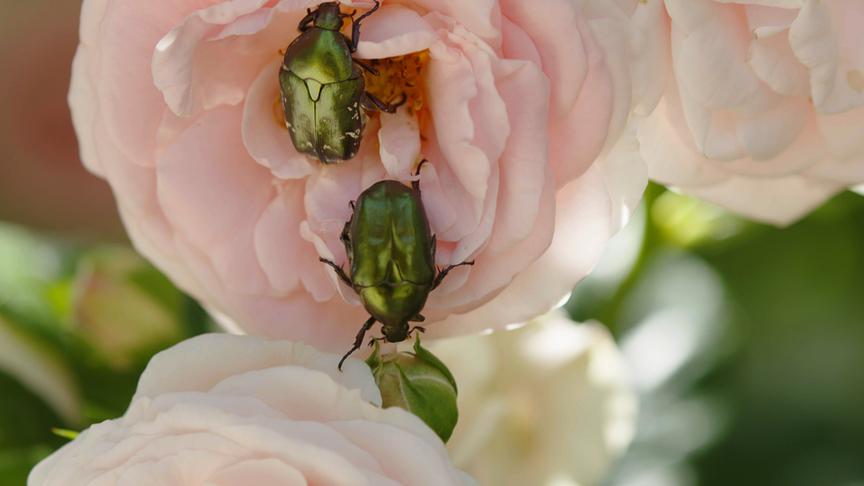 Im Bild: Rosenkäfer – Rosarium Baden.