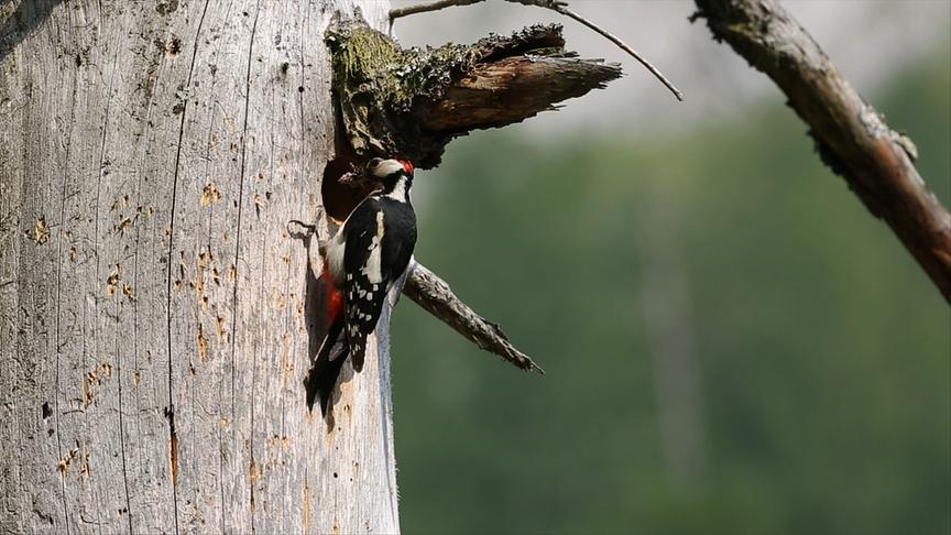 Im Bild: Specht füttert Junge – Buchenwälder.
