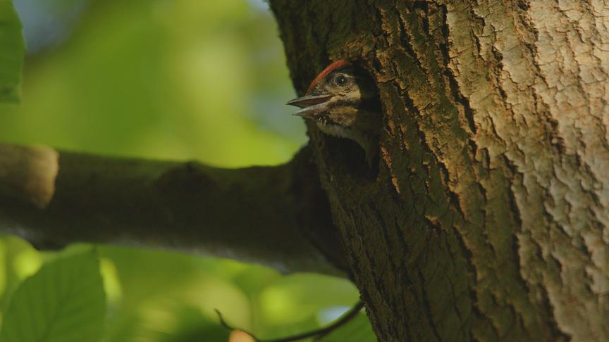 Im Bild: Jungspecht – Buchenwälder.