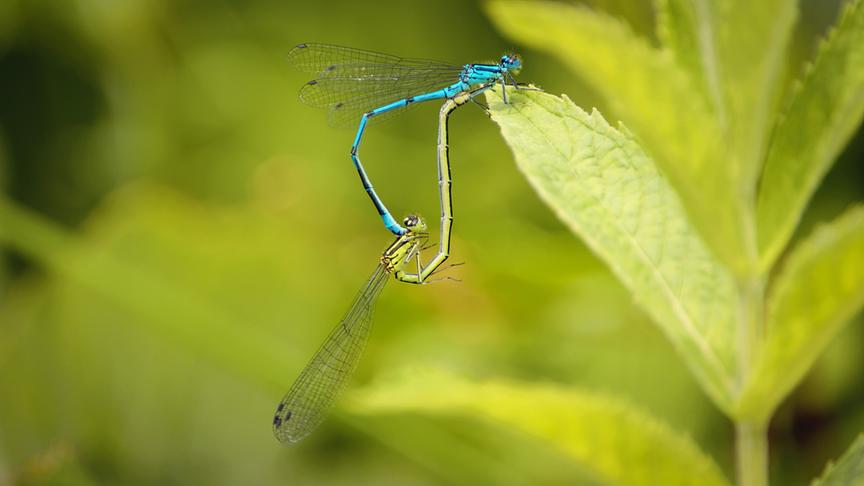 Im Bild: Libellen