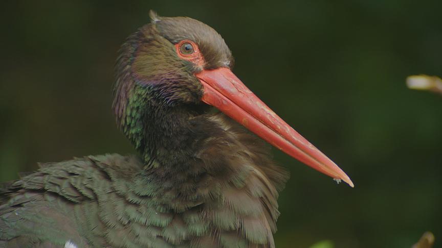 Im Bild: Schwarzstorch – Buchenwälder