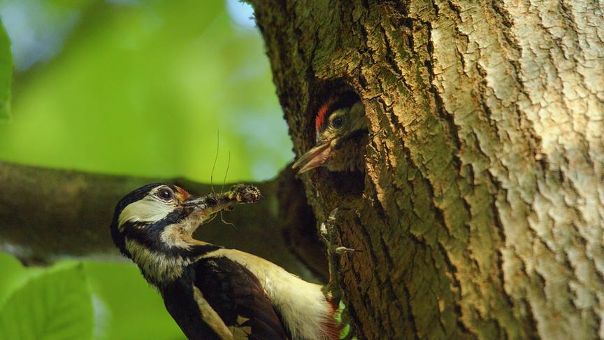 Im Bild: Jungspecht – Buchenwälder.
