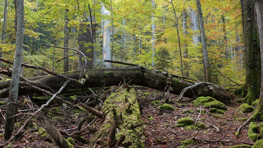 Im Bild: Buchenwald.