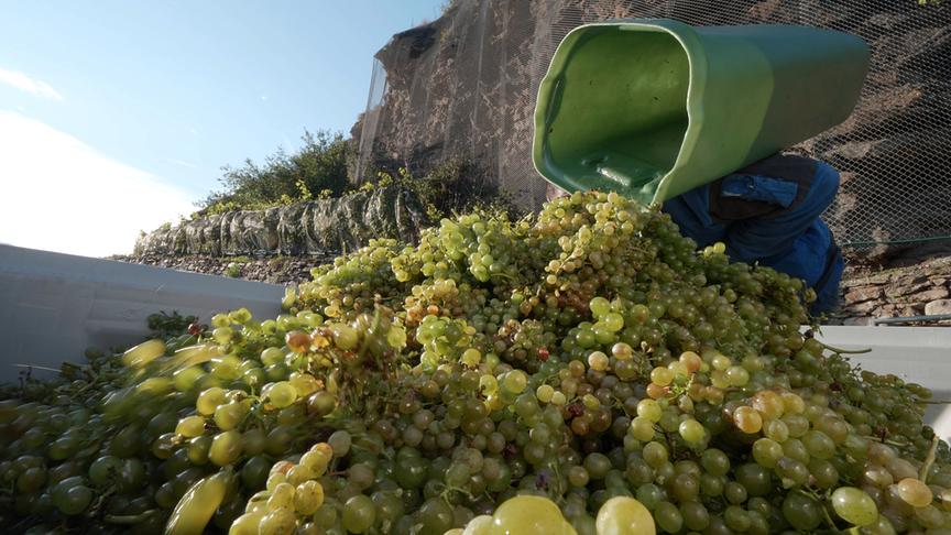 Im Bild: Weinlese bei Spitz – Wachau.