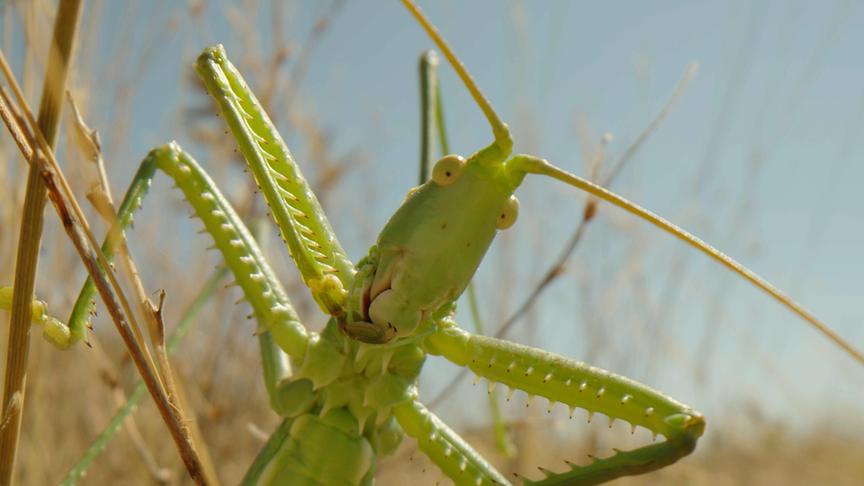 Im Bild: Sägeschrecke – Wachau.