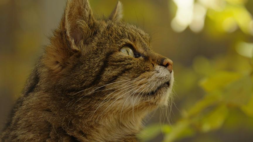 Im Bild: Wildkatze – Wachau.