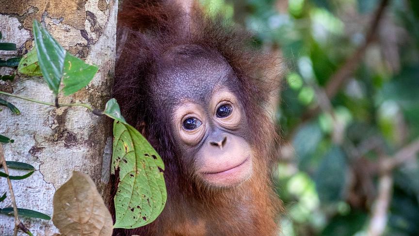Im Bild: Orang-Utan bedeutet auf Indonesisch Waldmensch. Als einziger unserer nächsten Verwandten lebt der rothaarige Menschenaffe zum größten Teil auf Bäumen.
