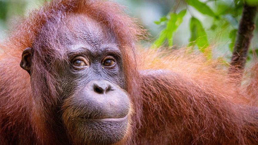 Im Bild: Die Orang-Utans leben hauptsächlich auf Borneo. Ihre Gene stimmen bis zu 98% mit denen der Menschen überein.