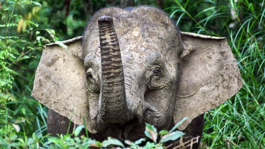 Im Bild: Die Borneo-Zwergelefanten kommen nur auf Borneo vor. Sie sind die größten Bewohner der Insel und inzwischen sehr selten.