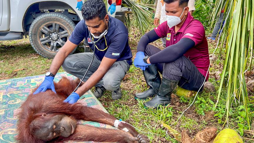 Im Bild: Dieses junge Orang-Utan Männchen hat sich auf eine Plantage verirrt. Das betäubte Tier wird von einem Tierarzt untersucht und im Dschungel wieder ausgesetzt.