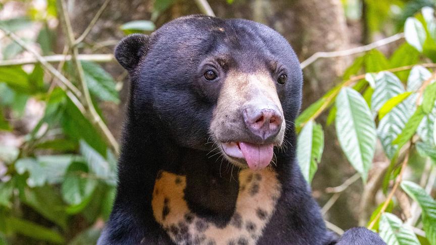 Im Bild: Malaienbären sind die kleinsten Bären, die es gibt. Sie sind Allesfresser und haben gute Nasen.